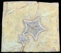 Rare, Plate of Cretaceous Starfish (Marocaster) - Morocco #48327-1
